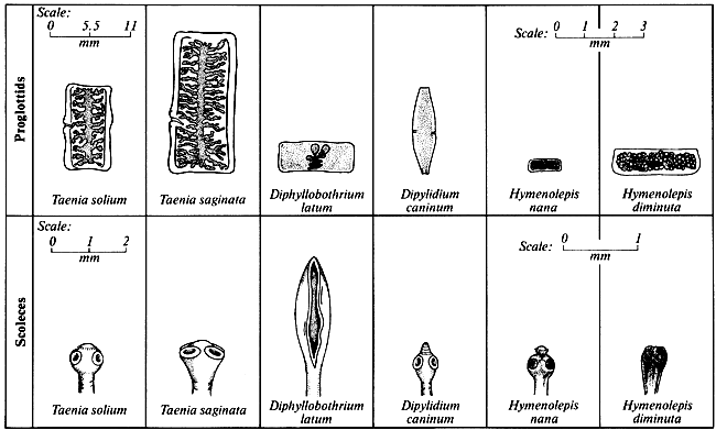 Gravid Proglottids and Scoleces of Cestode Parasites of Humans