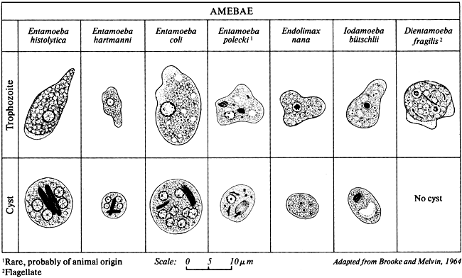 Amebae: Trophozoites and Cysts
