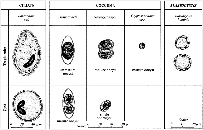 Ciliates, Coccidia, Blastocystis: Trophozoites and Cysts