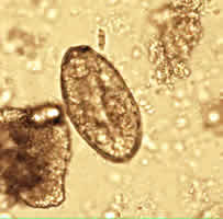 Cae 27 Image B