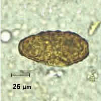 Case 29 Image A