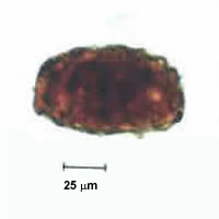 Case 29 Image C