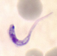 Case 59 Image D