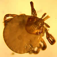 Case 60 Image A