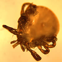 Case 60 Image B