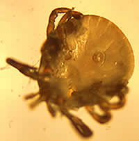 Case 60 Image C