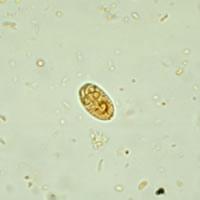 Case 76 Image A