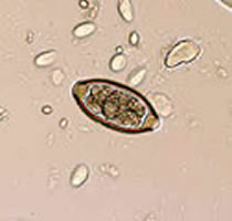 Case 9 Image D