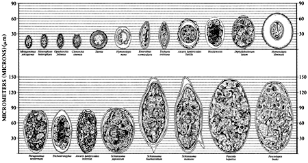Chart: Relative Sizes of Helminth Eggs