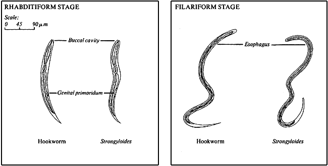 Hookworm and Strongyloides Larvae