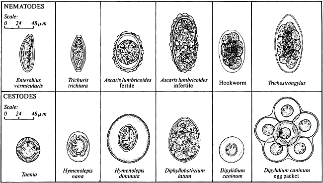 Nematode and Cestode eggs