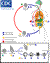Life Cycle of Entamoeba histolytica