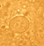 E. coli cyst 