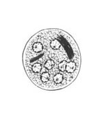E. coli cyst line drawing