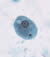 E. coli trophozoite