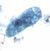 E. coli trophozoite