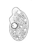 E. coli trophozoite line drawing