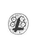 E. hartmanni cyst line drawing
