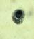 E. hartmanni trophozoite