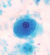 E. hartmanni trophozoite