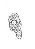 E. hartmanni trophozoite line drawing