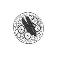 E. histolytica/dispar cyst line drawing