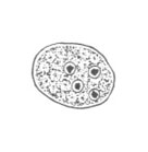 E. nana cyst line drawing