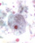 E. nana trophozoite 