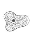 E. nana trophozoite line drawing