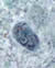 E. polecki cyst