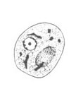 E. polecki cyst line drawing