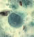 E. polecki trophozoite 