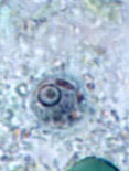 E. polecki trophozoite