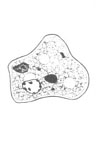 E. polecki trophozoite line drawing