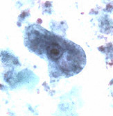 I. buetschlii trophozoite 