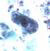 Iodamoeba buetschlii trophozoite