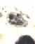 Iodamoeba buetschlii trophozoite
