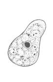 I. buetschlii trophozoite line drawing