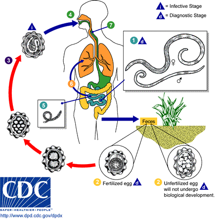 Life cycle of Ascaris lumbricoides