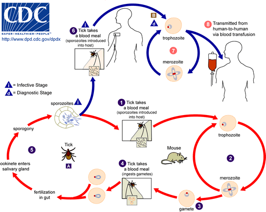 Life cycle of Babesia microti