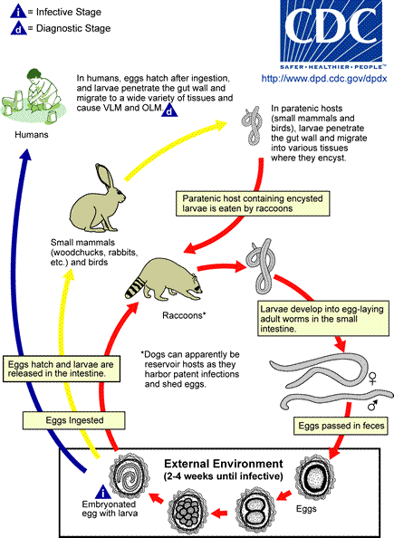 Life cycle of Baylisascaris procyonis