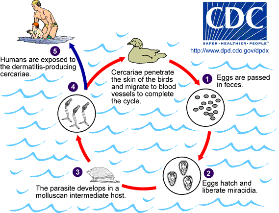 Life cycle of schistosome cercariae