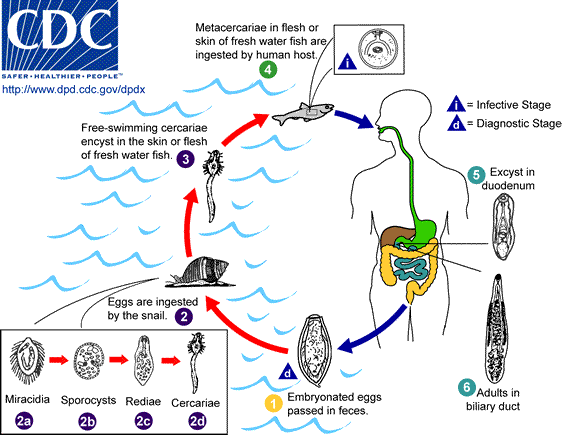Life cycle of Clonorchis sinensis