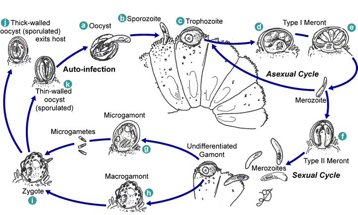 Life cycle of Cryptosporidium parvum and C. hominis