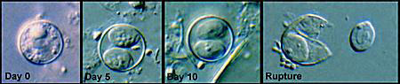 Sporulation of Cyclospora oocysts