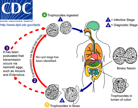 Life cycle of Dientamoeba fragilis