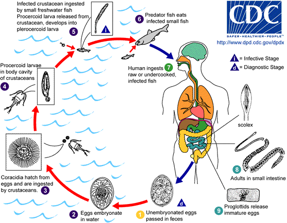 Life cycle of Diphyllobothrium latum
