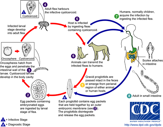 Life cycle of Dipylidium caninum