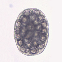 Dipylidium caninum egg packet