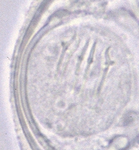 Dipylidium caninum egg